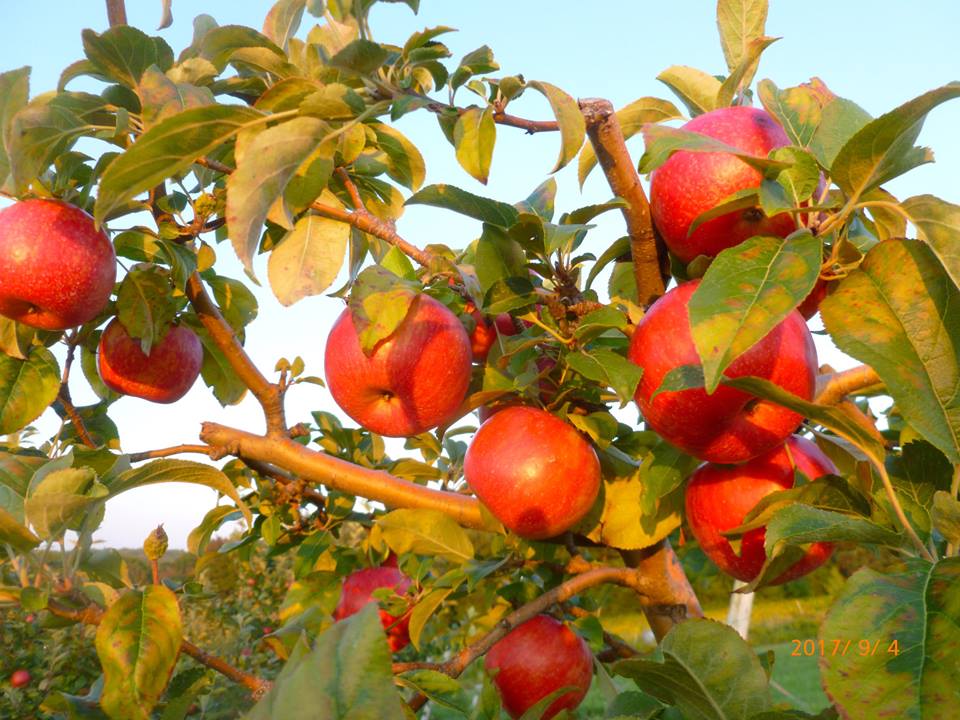 Johnny Appleseed's Farm Visit CT